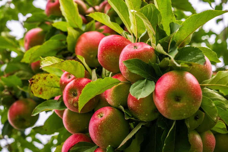 Obstbau